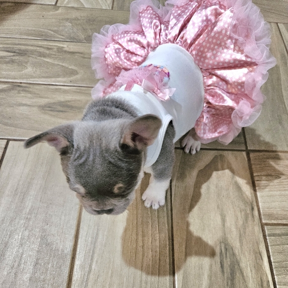 Pink Puppy Dress - Picture 1 of 3